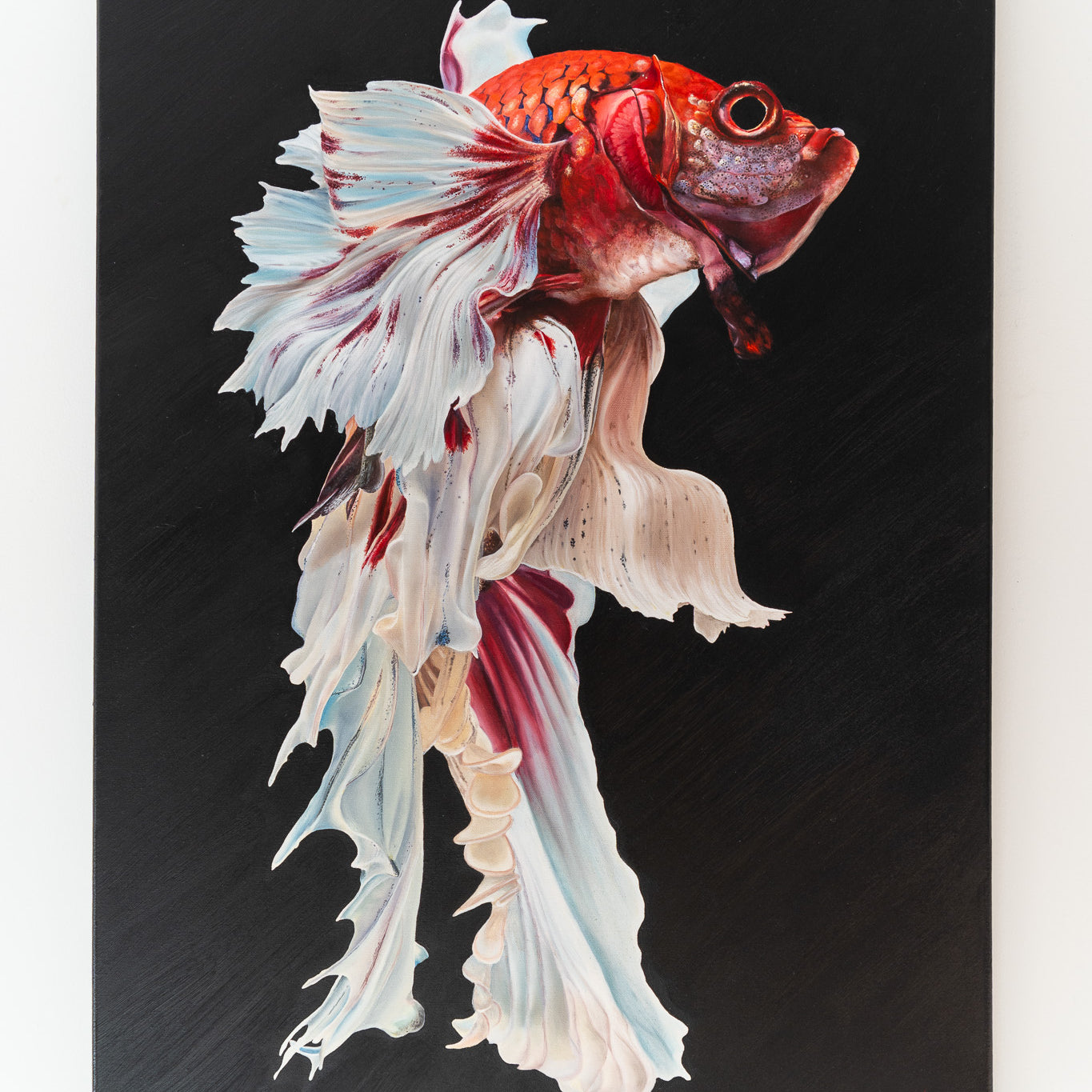 painting hanging of the beta fish on black background