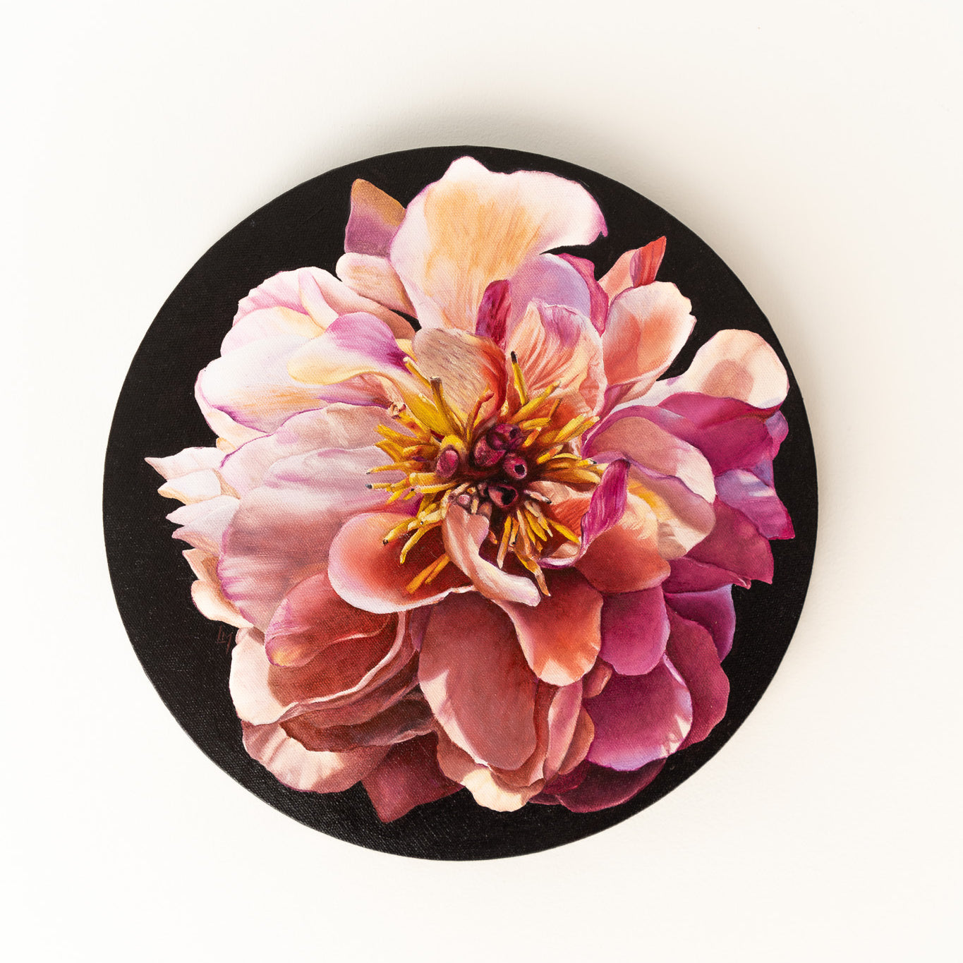 peony black background painting