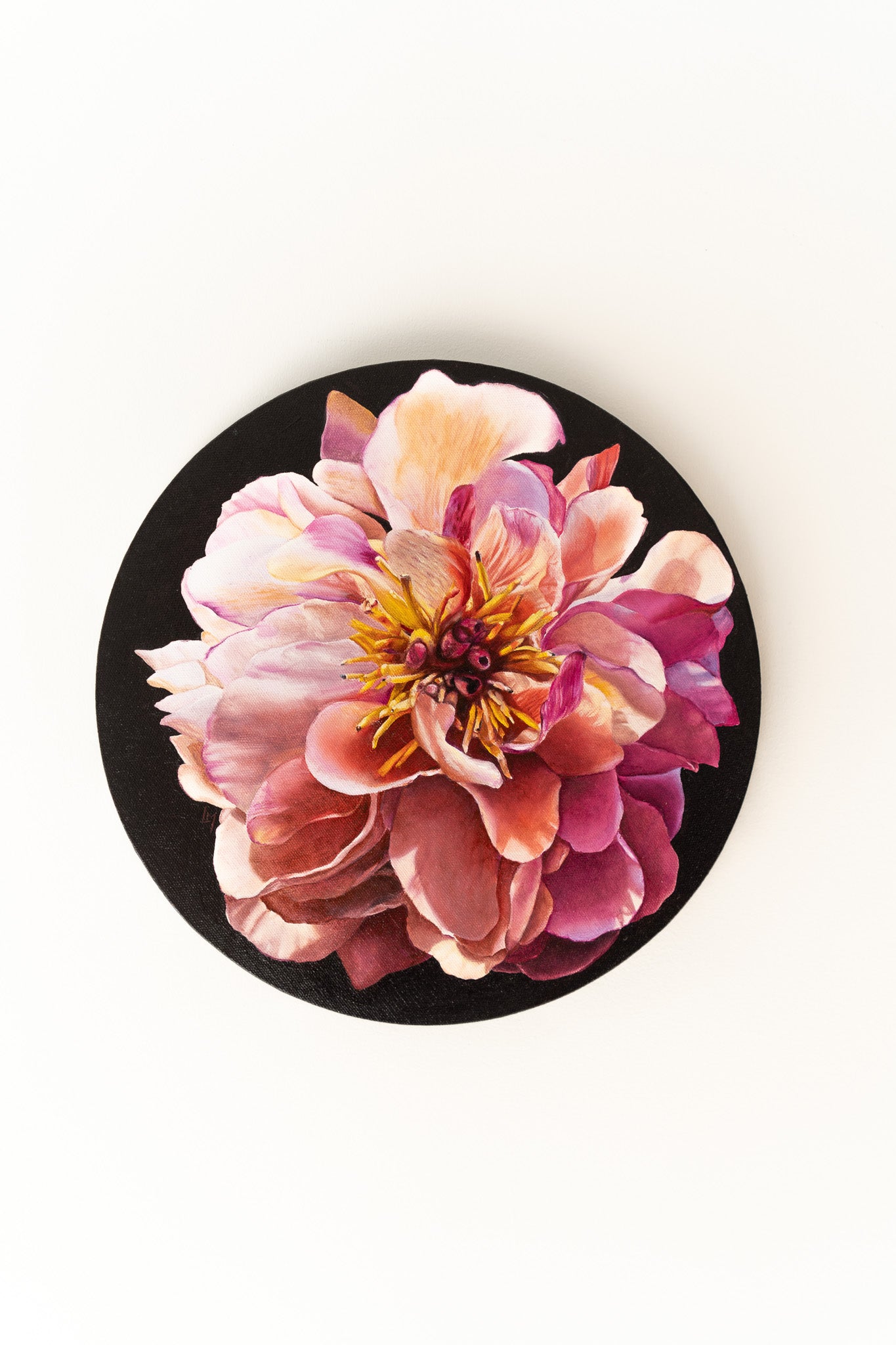 peony black background painting