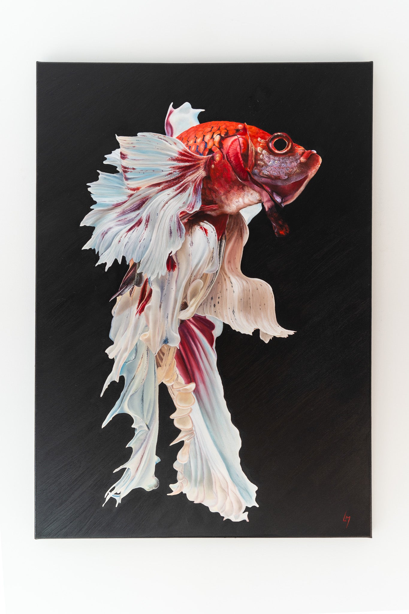 painting hanging of the beta fish on black background 